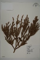 藏品(柳杉)的圖片