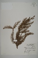 藏品(柳杉)的圖片