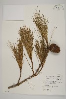 藏品(臺灣二葉松)的圖片