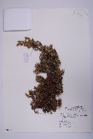 藏品(刺柏)的圖片