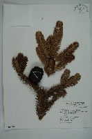 藏品(臺灣冷杉)的圖片