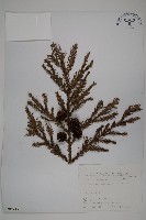 藏品(柳杉)的圖片