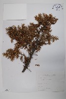 藏品(刺柏)的圖片