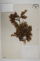 藏品(刺柏)的圖片