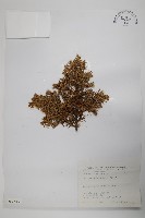 藏品(刺柏)的圖片