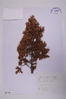 藏品(刺柏)的圖片