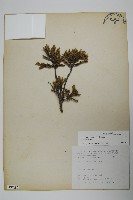 藏品(香青)的圖片