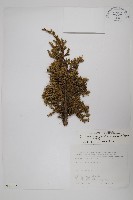 藏品(香青)的圖片