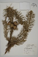 藏品(杉木)的圖片