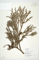 藏品(柳杉)的圖片