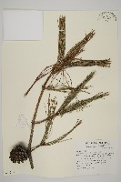 藏品(臺灣二葉松)的圖片