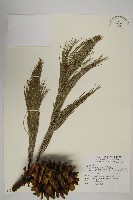藏品(台灣果松)的圖片