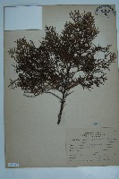 藏品(側柏)的圖片