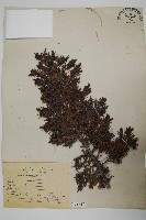 藏品(刺柏)的圖片