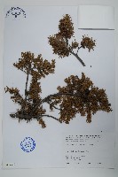 藏品(刺柏)的圖片