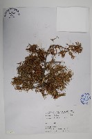 藏品(刺柏)的圖片