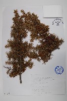 藏品(刺柏)的圖片