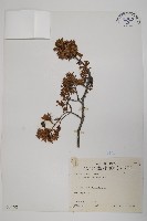 藏品(刺柏)的圖片