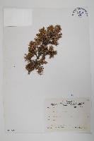 藏品(刺柏)的圖片