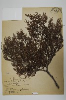 藏品(日本扁柏)的圖片