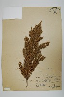 藏品(圓柏)的圖片