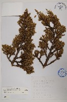 藏品(香青)的圖片