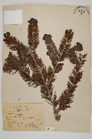 藏品(臺灣冷杉)的圖片