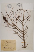 藏品(臺灣雲杉)的圖片