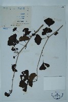 藏品(銀杏)的圖片