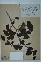 藏品(銀杏)的圖片