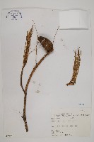 藏品(臺灣二葉松)的圖片