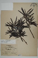 藏品(桃實百日青)的圖片