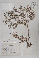 藏品(台灣肖楠)的圖片