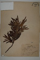 藏品(大葉羅漢松)的圖片