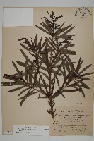 藏品(桃實百日青)的圖片