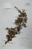 藏品(刺柏)的圖片
