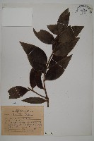 藏品(大葉羅漢松)的圖片