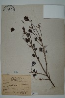 藏品(臺灣鐵杉)的圖片