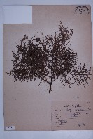 藏品(側柏)的圖片