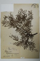 藏品(日本扁柏)的圖片