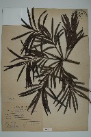 藏品(大葉羅漢松)的圖片