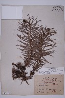 藏品(杉木)的圖片