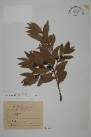 藏品(竹柏)的圖片