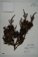 藏品(柳杉)的圖片