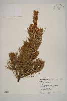 藏品(偃松)的圖片