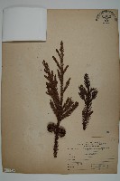 藏品(柳杉)的圖片