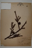 藏品(柳杉)的圖片
