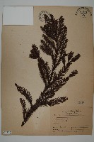 藏品(柳杉)的圖片