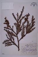 藏品(柳杉)的圖片