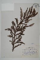 藏品(柳杉)的圖片